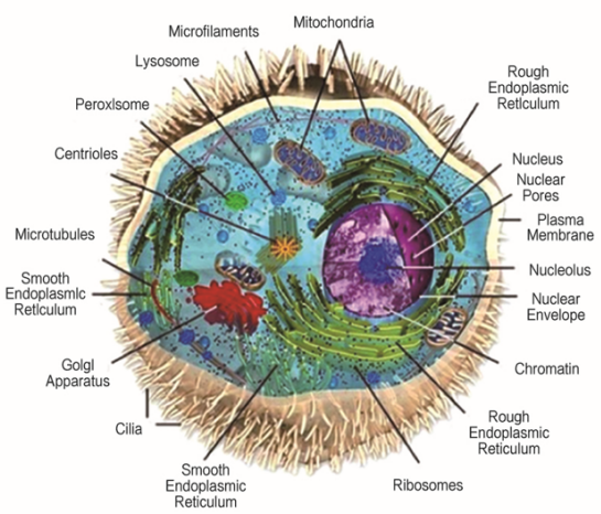 喜報(bào)| 先思達(dá)完成超億元B輪融資，加速糖組轉(zhuǎn)化醫(yī)學(xué)布局