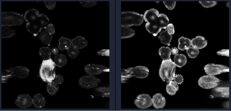 君創(chuàng)Portfolio|國(guó)內(nèi)首創(chuàng)生物成像用三光子飛秒激光器實(shí)現(xiàn)突破